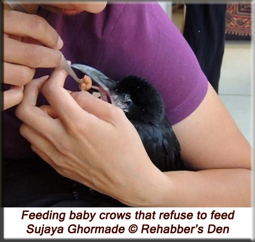 Feeding baby crows that refuse to feed 1